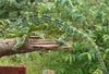 Lizard seen in Amboli Ghat on 27th Sept.2009