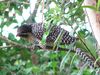 Channel-billed Cuckoo (Scythrops novaehollandiae)