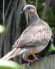 Spotted Turtle-Dove ( Streptopelia chinensis )