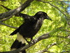 Pied Currawong (Strepera graculina)