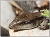 baby bluetongue