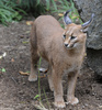 Caracal (Caracal caracal)100