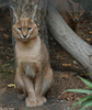 Caracal (Caracal caracal)101