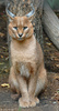 Caracal (Caracal caracal)102