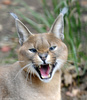 mad cat -- Caracal (Caracal caracal)