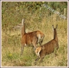 red deer - Cervus elaphus