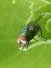 House Fly