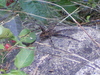 Dog Spider