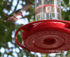 Humming Bird at feeder