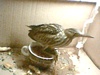 little bittern (ixobrychus minutus)help me.she dont eat..