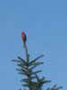 Cardinal