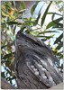 frogmouth father 1