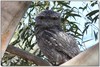 frogmouth father 2
