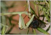 mantis meal 2