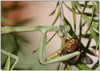 mantis meal 3 (gore warning)