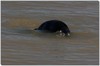 Lake monster or what?