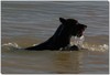 Lake monster revealed