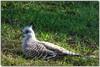 crested pigeon