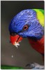 rainbow lorrikeet