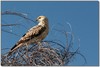 whistling kite