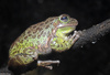 Barking Treefrog (Hyla gratiosa)