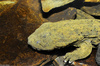 Eastern Hellbender (Cryptobranchus alleganiensis alleganiensis)