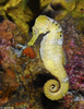 Lined Seahorse (Hippocampus erectus)