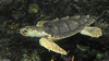 Loggerhead Sea Turtle (Caretta caretta)701