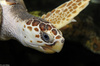Loggerhead Sea Turtle (Caretta caretta)702