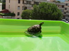 Male turtle of Scripta scripta race