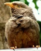 Common babbler