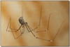 daddy long-legs spider 4