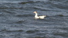 What is this Goose photographed in Newfoundland