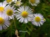 Erigeron strigosus Madelieffijnstraal