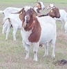 Boer Buck