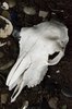 Animal Skull Identification