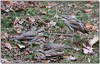 Curlew family