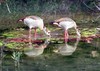 fulvous tree ducks -- Egyptian goose (Alopochen aegyptiaca)