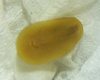 Does anybody know what animal we are looking at here. I would dearly love to know. It is very,ve...