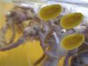 Does anybody know what animal we are looking at here. I would dearly love to know. It is very,ve...