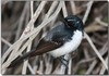 Willie Wagtail