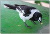 Pied butcherbird - Cracticus nigrogularis (adult)