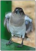 Pied butcherbird - Cracticus nigrogularis (adult)