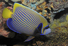 Emperor Angelfish (Pomacanthus imperator)001