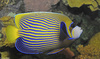 Emperor Angelfish (Pomacanthus imperator)002