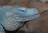 Grand Cayman Iguana (Cyclura lewisi)2