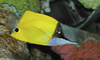 Longnose Butterflyfish (Forcipiger flavissimus)