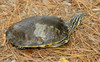 Peninsula Cooter (Pseudemys floridana peninsularis)001