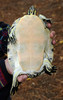 Peninsula Cooter (Pseudemys floridana peninsularis)002