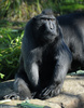 Sulawesi Crested Macaque (Macaca nigra)